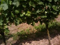 handy bilder googlefon 400 : handy bilder googlefon